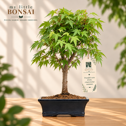 Bonsai Acer Palmatum Viridis – Acero Giapponese - CM 41