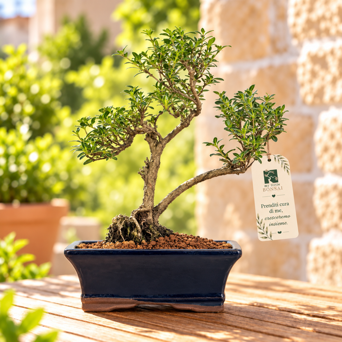 Bonsai di Serissa Foetida Variegata 32 cm – Eleganza e Delicata Fioritura