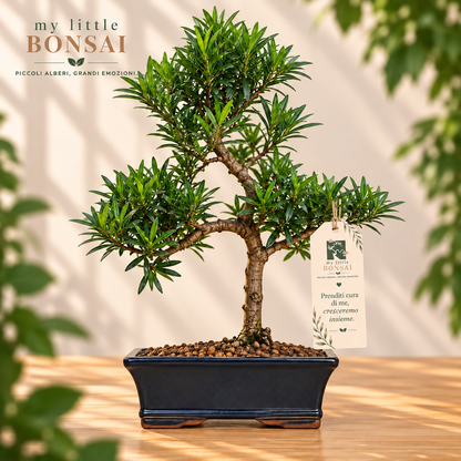Bonsai Podocarpus Macrophylla – Podocarpo Sempreverde - CM 42