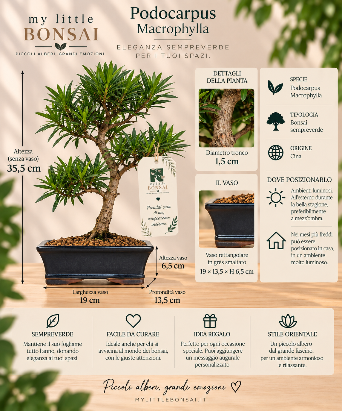 Bonsai Podocarpus Macrophylla – Podocarpo Sempreverde - CM 42