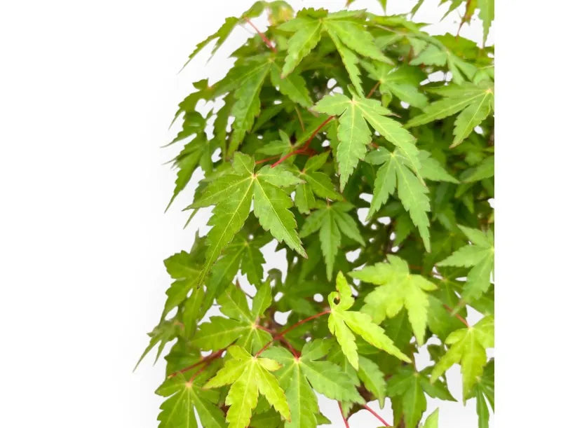 Bonsai Acer Palmatum Viridis – Acero Giapponese - CM 41