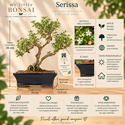 Bonsai di Serissa Foetida Variegata 32 cm – Eleganza e Delicata Fioritura