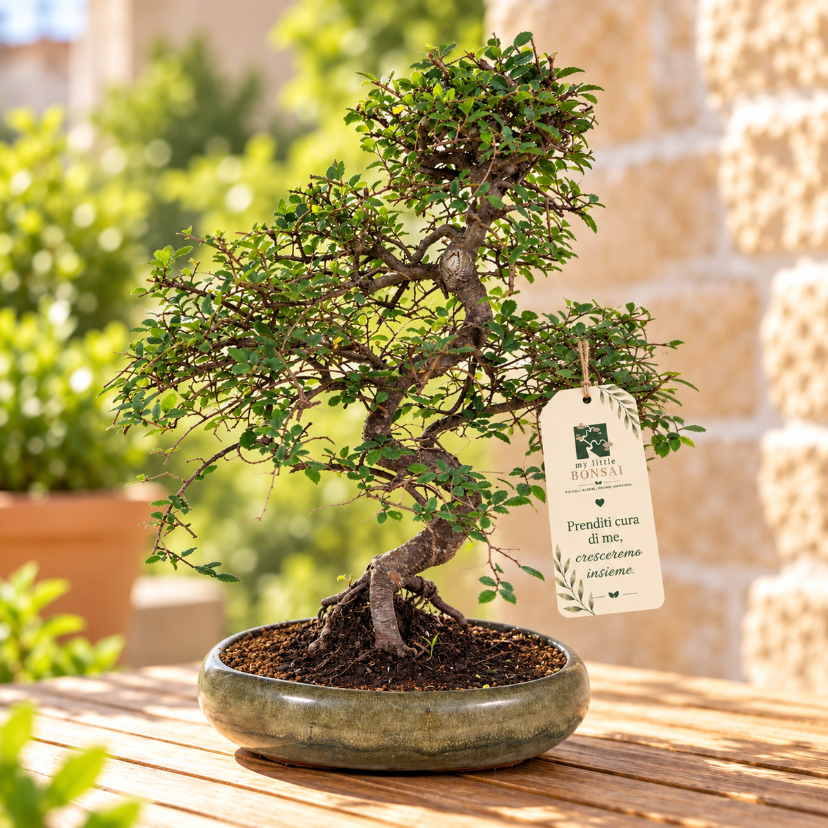 Bonsai di Olmo Zelkova Nire 47 cm – Eleganza e Armonia Naturale