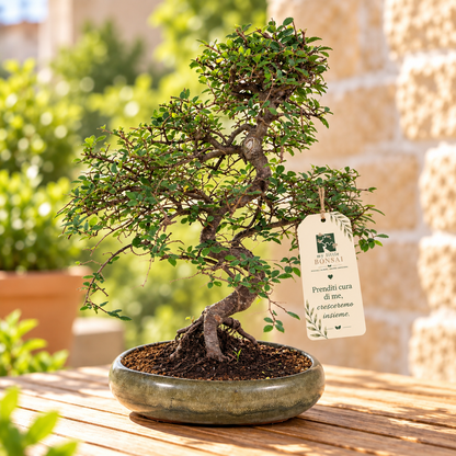 Bonsai di Olmo Zelkova Nire 47 cm – Eleganza e Armonia Naturale