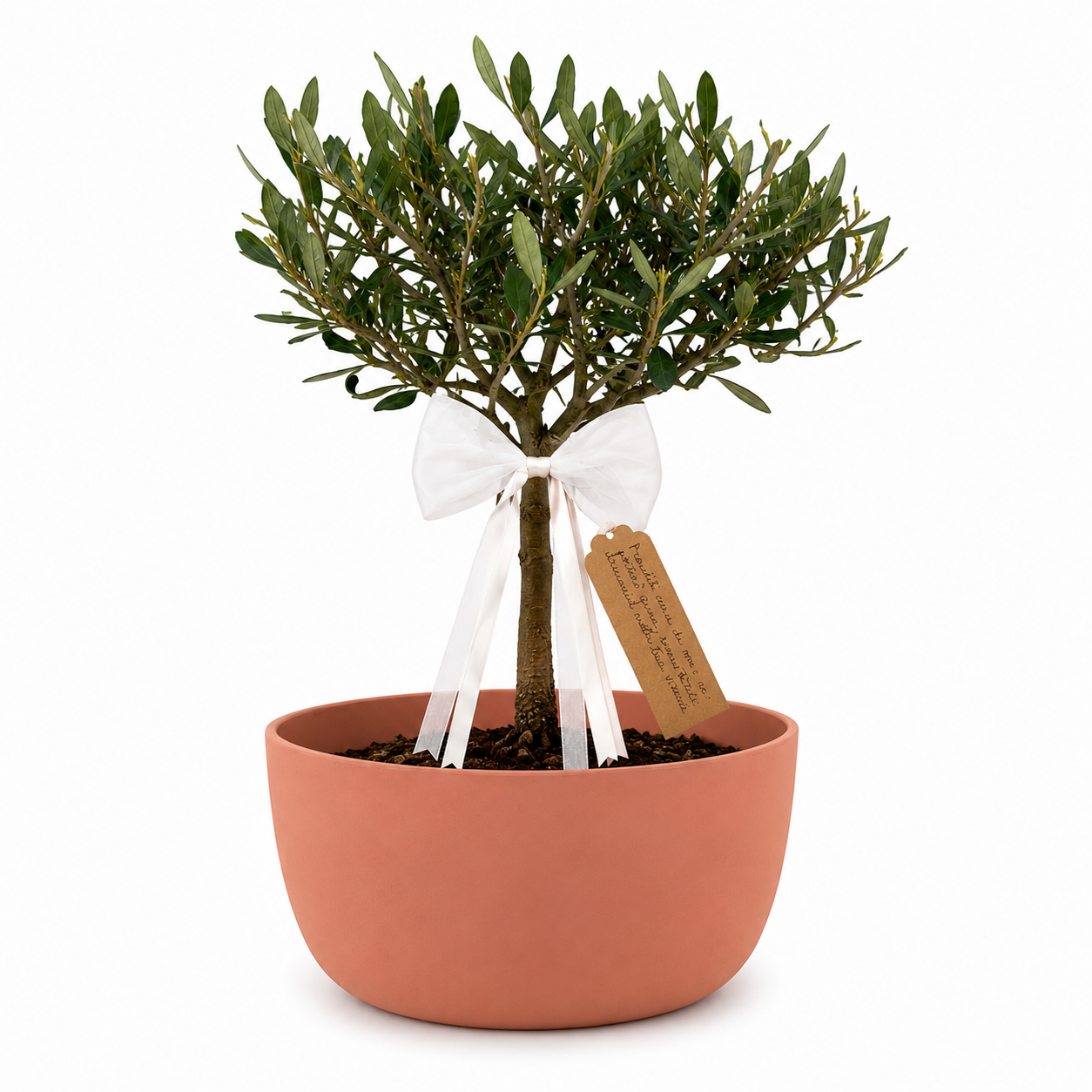 Bonsai di Olivo per Nascita – Regalo Originale per Neonato con Biglietto Personalizzato (Vaso Blu o Rosa)