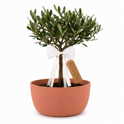 Bonsai di Olivo per Nascita – Regalo Originale per Neonato con Biglietto Personalizzato (Vaso Blu o Rosa)