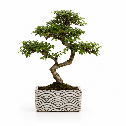 Bonsai di Olmo Cinese in Vaso Decorativo cm 15