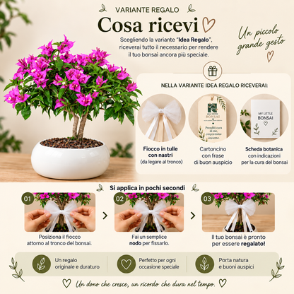 Bonsai di Bougainvillea in ciotola bassa, bianca