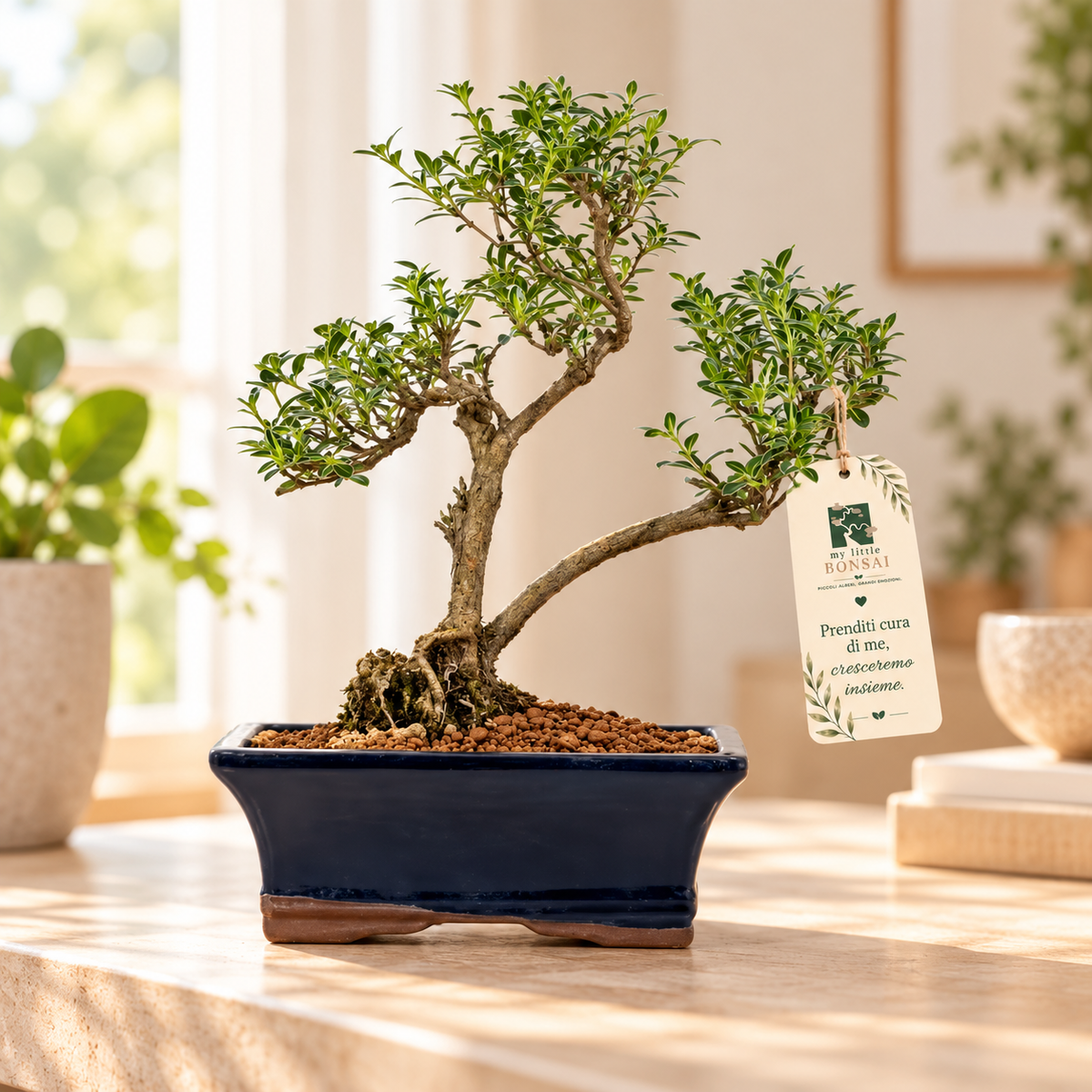 Bonsai di Serissa Foetida Variegata 32 cm – Eleganza e Delicata Fioritura