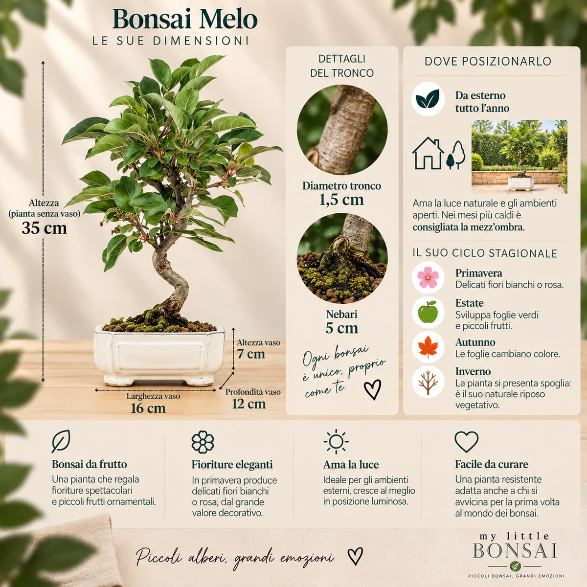 Bonsai Melo Malus – Bonsai da Frutto con Fiori e Piccoli Frutti - CM 42