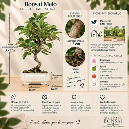 Bonsai Melo Malus – Bonsai da Frutto con Fiori e Piccoli Frutti - CM 42