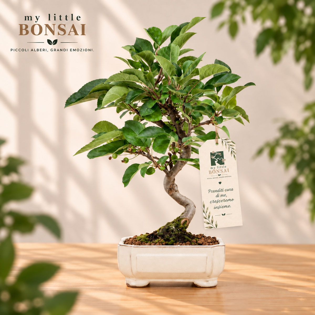 Bonsai Melo Malus – Bonsai da Frutto con Fiori e Piccoli Frutti - CM 42