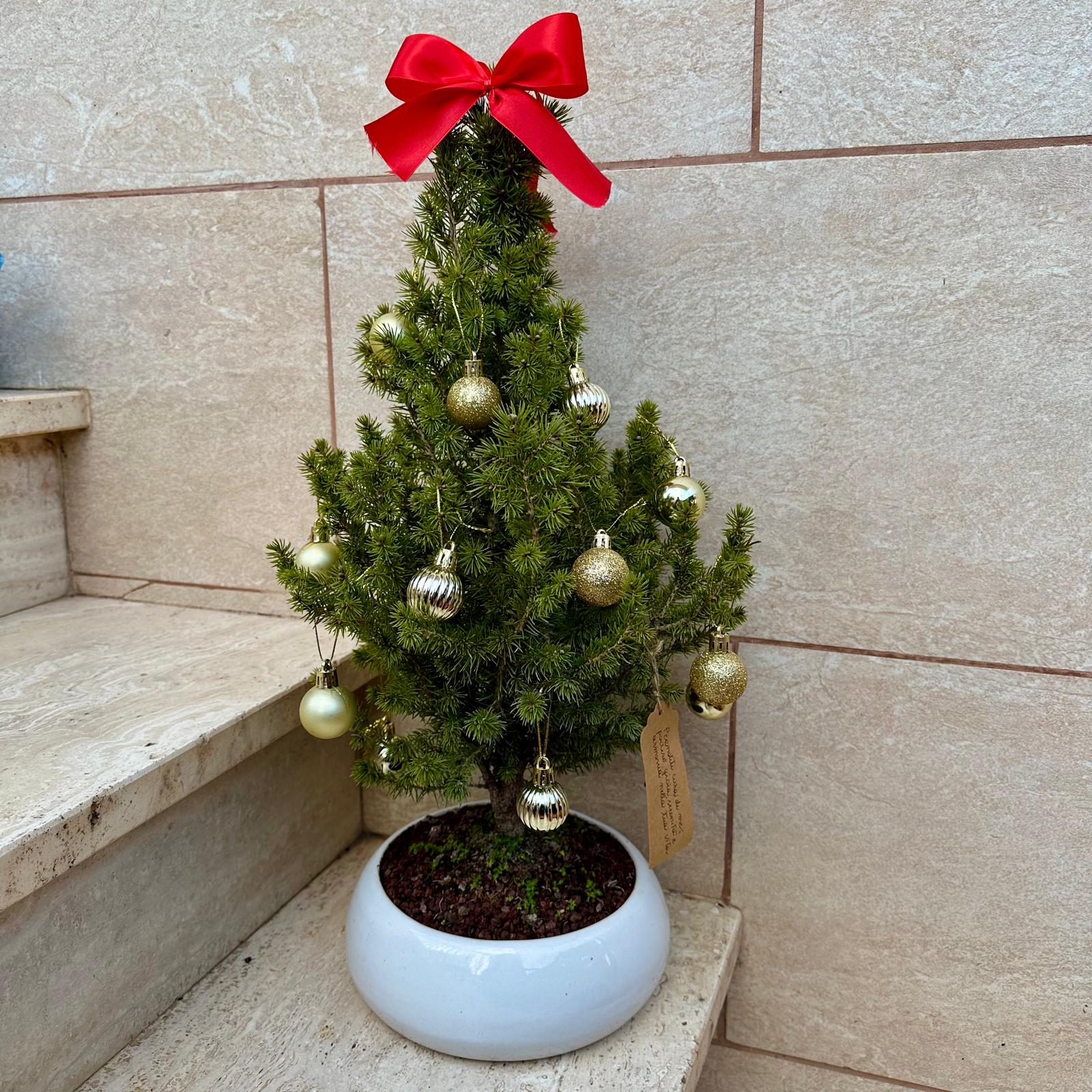 Bonsai di Abete in ciotola bassa con decorazioni natalizie. Idea regalo Natale