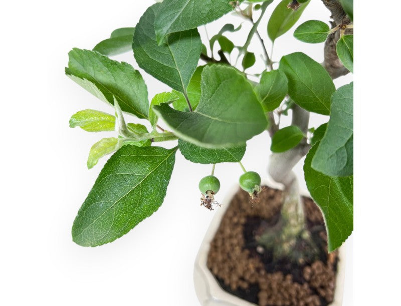 Bonsai Melo Malus – Bonsai da Frutto con Fiori e Piccoli Frutti - CM 42