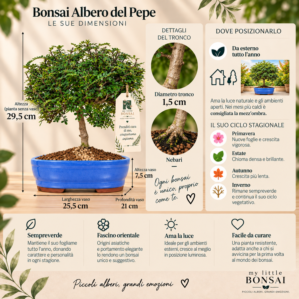 Bonsai Zanthoxylum – Albero del Pepe Sempreverde - CM 37