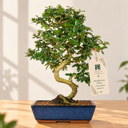 Bonsai Carmona – Pianta del Tè | Bonsai da Interno con Fiori Bianchi - CM 54