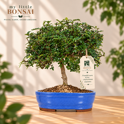 Bonsai Zanthoxylum – Albero del Pepe Sempreverde - CM 37