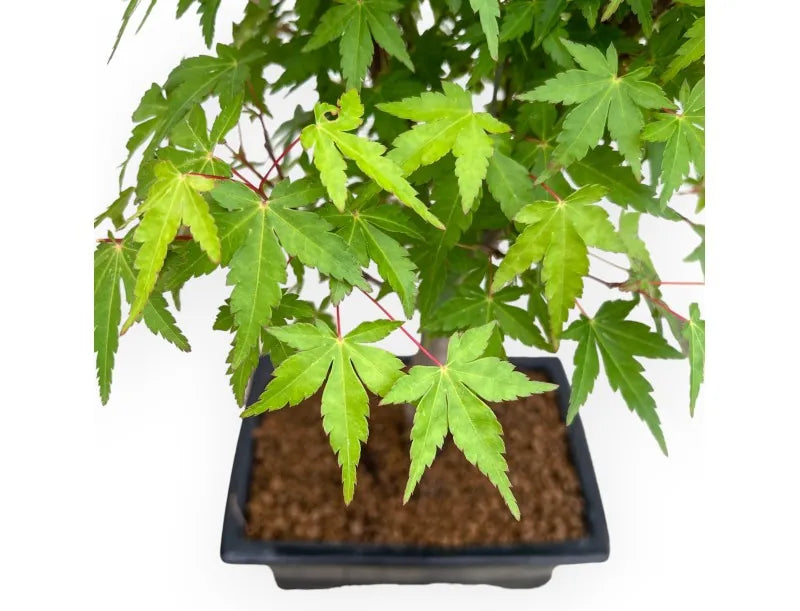 Bonsai Acer Palmatum Viridis – Acero Giapponese - CM 41