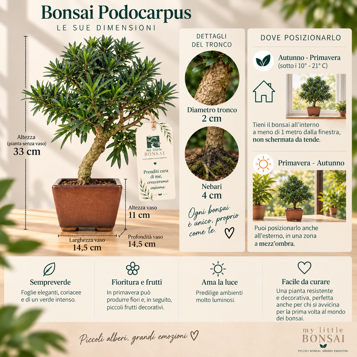 Bonsai Podocarpus Macrophylla – Podocarpo | Bonsai Sempreverde da Interno