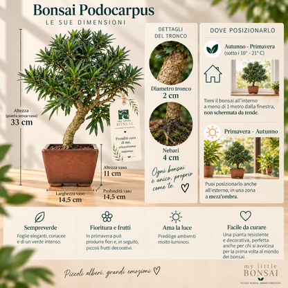 Bonsai Podocarpus Macrophylla – Podocarpo | Bonsai Sempreverde da Interno