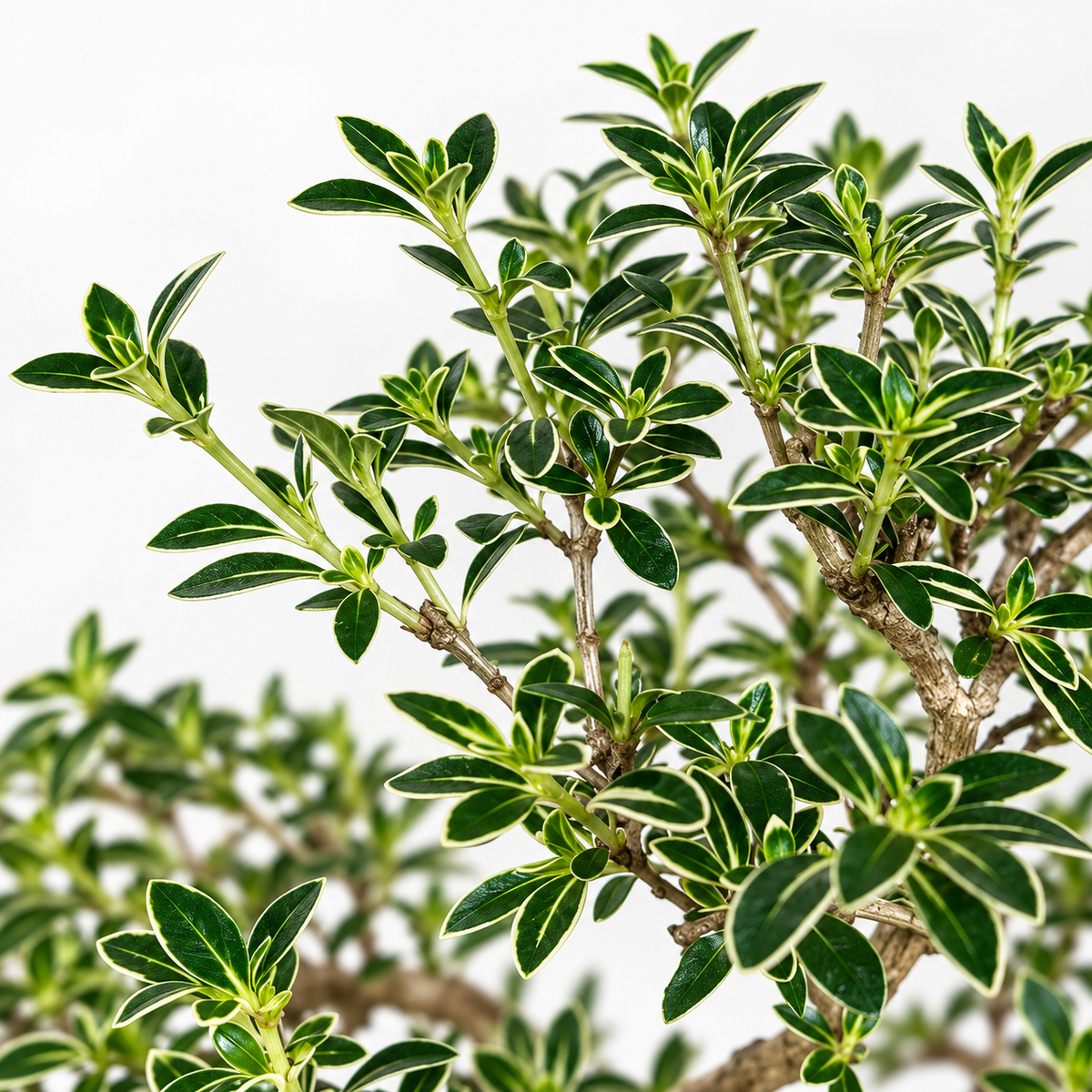 Bonsai di Serissa Foetida Variegata 32 cm – Eleganza e Delicata Fioritura