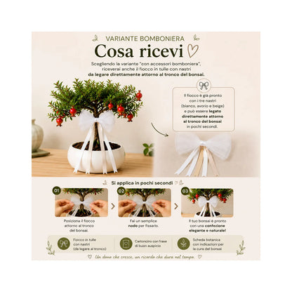 Bonsai di Melograno in ciotola bassa