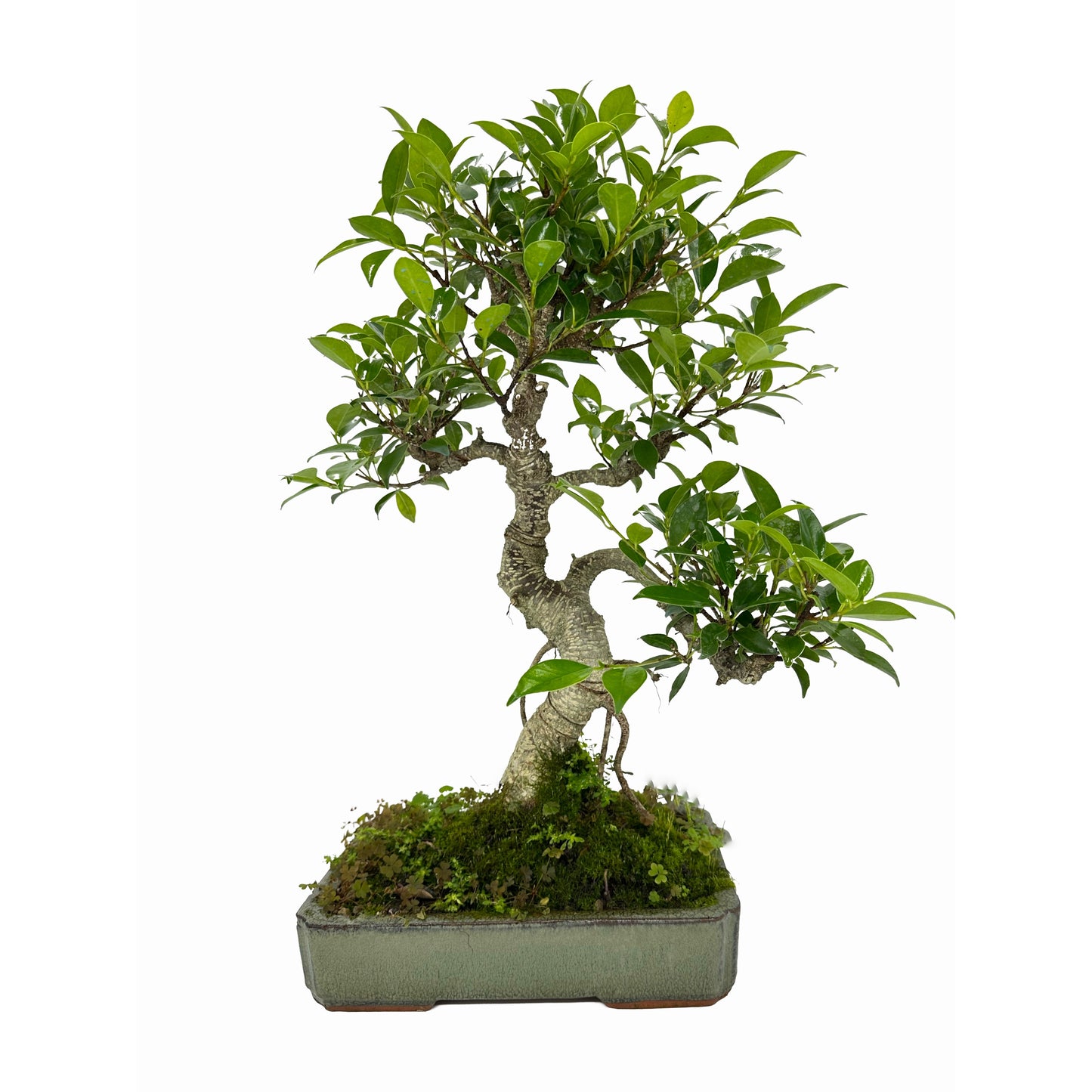 Bonsai di Ficus vaso cm. 25 - My Little Bonsai