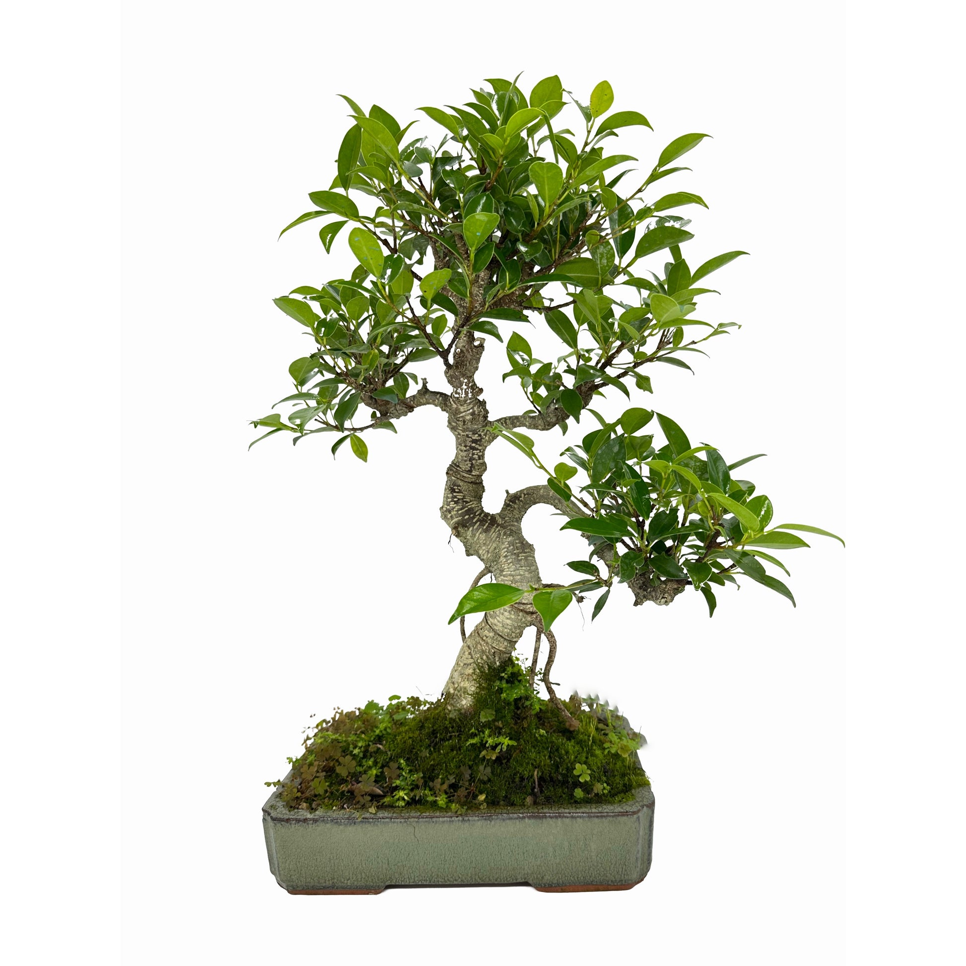 Bonsai di Ficus vaso cm. 25 - My Little Bonsai