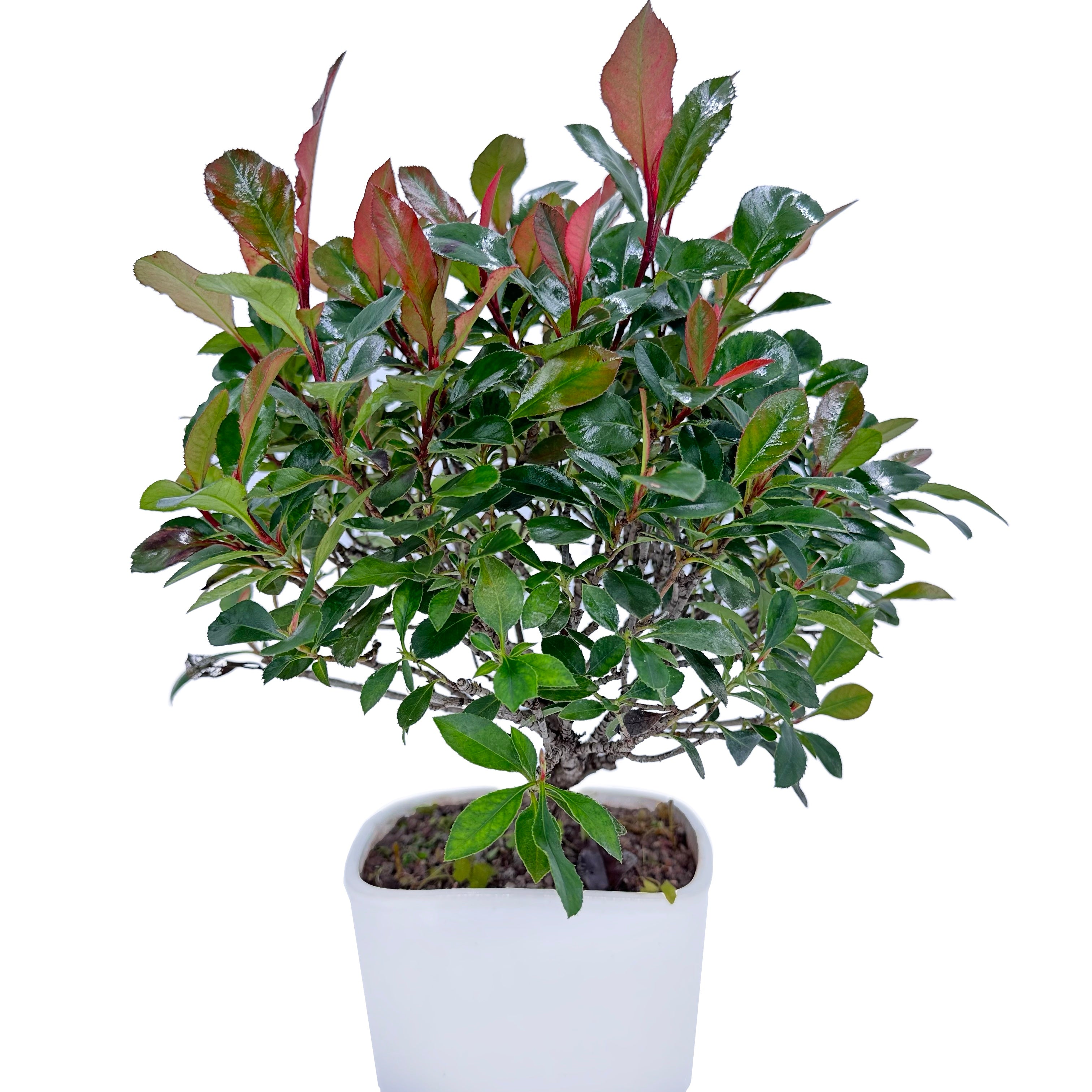 Bonsai di Photinia nana in vaso cubico bianco