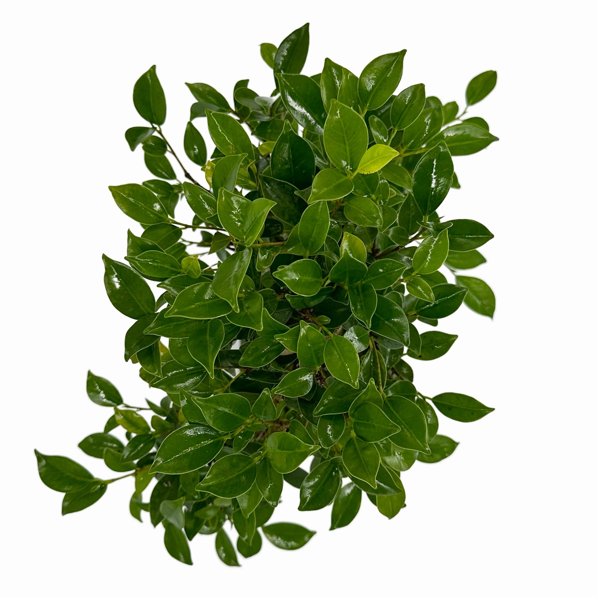 Bonsai di Ficus vaso cm. 25 - My Little Bonsai