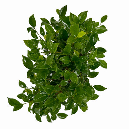 Bonsai di Ficus vaso cm. 25 - My Little Bonsai