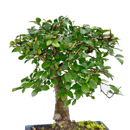 Bonsai di Olmo a palla in vaso quadro bianco cm. 15 - My Little BonsaiOlmo a palla bonsai Immagine di un bonsai di olmo a palla Bonsai di olmo a palla in vendita Olmo a palla bonsai in miniatura Bonsai di olmo a palla da interno Bonsai di olmo a palla da esterno Olmo a palla bonsai suggestivo Olmo a palla bonsai per principianti Bonsai di olmo a palla per regali Olmo a palla bonsai di alta qualità Bonsai di olmo a palla autentico Olmo a palla bonsai resistente