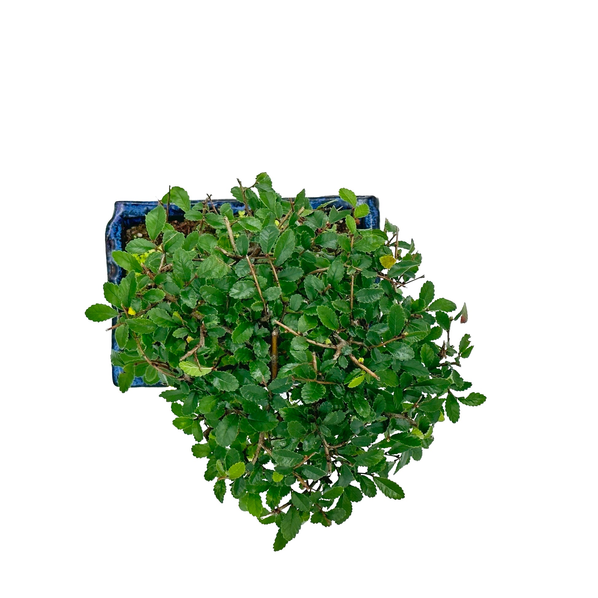 Bonsai di Olmo a palla in vaso quadro bianco cm. 15 - My Little BonsaiOlmo a palla bonsai Immagine di un bonsai di olmo a palla Bonsai di olmo a palla in vendita Olmo a palla bonsai in miniatura Bonsai di olmo a palla da interno Bonsai di olmo a palla da esterno Olmo a palla bonsai suggestivo Olmo a palla bonsai per principianti Bonsai di olmo a palla per regali Olmo a palla bonsai di alta qualità Bonsai di olmo a palla autentico Olmo a palla bonsai resistente