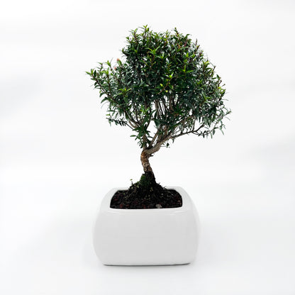 Bonsai di Mirto in vaso quadro bianco - My Little BonsaiBonsai di mirto Mirto bonsai Immagine di un bonsai di mirto Bonsai di mirto in vendita Mirto bonsai in miniatura Bonsai di mirto da interno Bonsai di mirto da esterno Mirto bonsai fiorito Mirto bonsai profumato Bonsai di mirto esotico Mirto bonsai per principianti Bonsai di mirto per regali Mirto bonsai di alta qualità Bonsai di mirto autentico Mirto bonsai rigoglioso