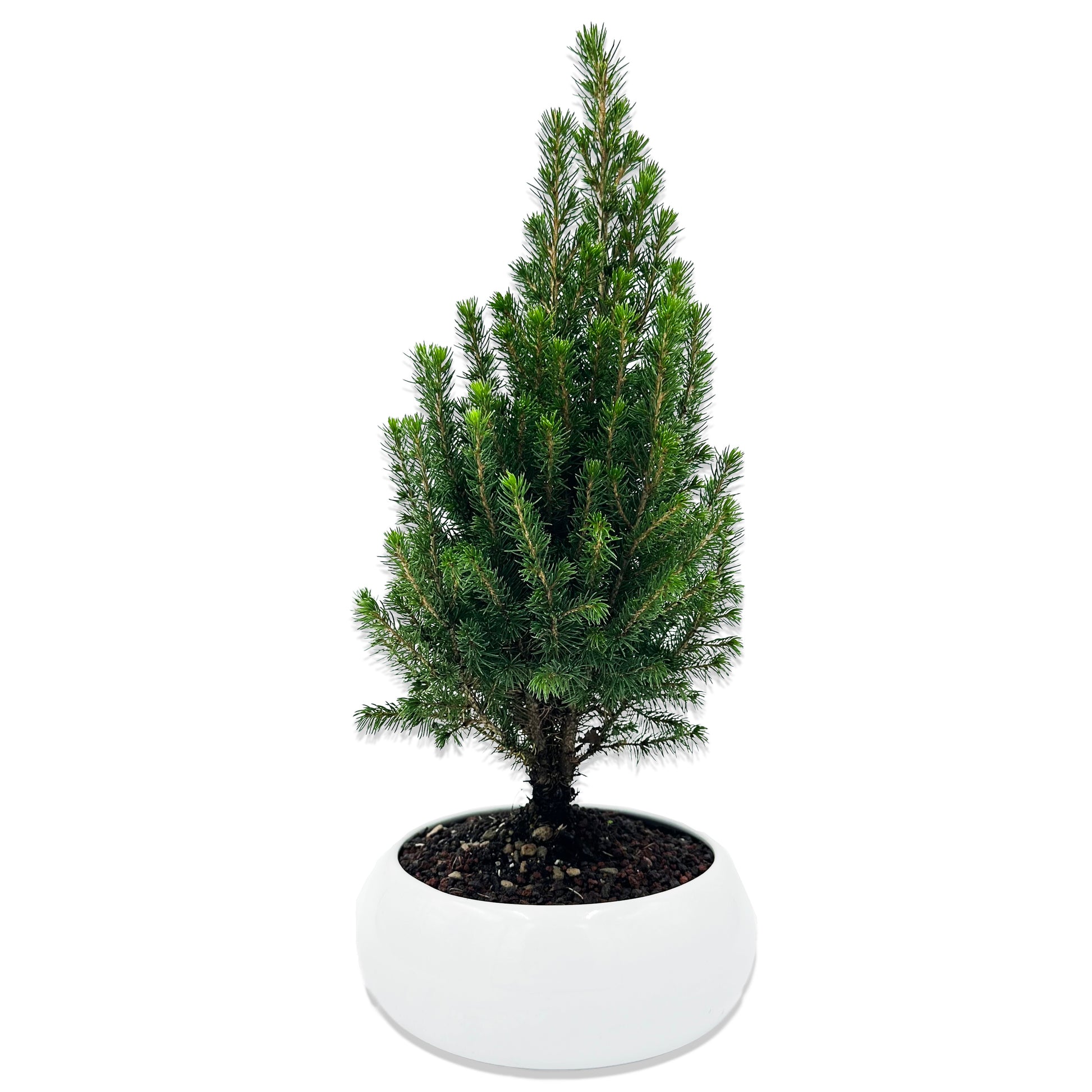 Bonsai di Bonsai di abete, piccolo albero, abete, mini bonsai, bonsai, little bonsaiAbete in ciotola bassa - My Little BonsaiBonsai di abete Abete bonsai Abete nana bonsai Abies bonsai Bonsai di Picea Picea abies bonsai Alberi di abete in miniatura Coltivazione di bonsai di abete Cura dei bonsai di abete Abete bianco bonsai Specie di abete per bonsai Abete nano per bonsai Stile di abete bonsai Bonsai di abete da interno Bonsai di abete da esterno