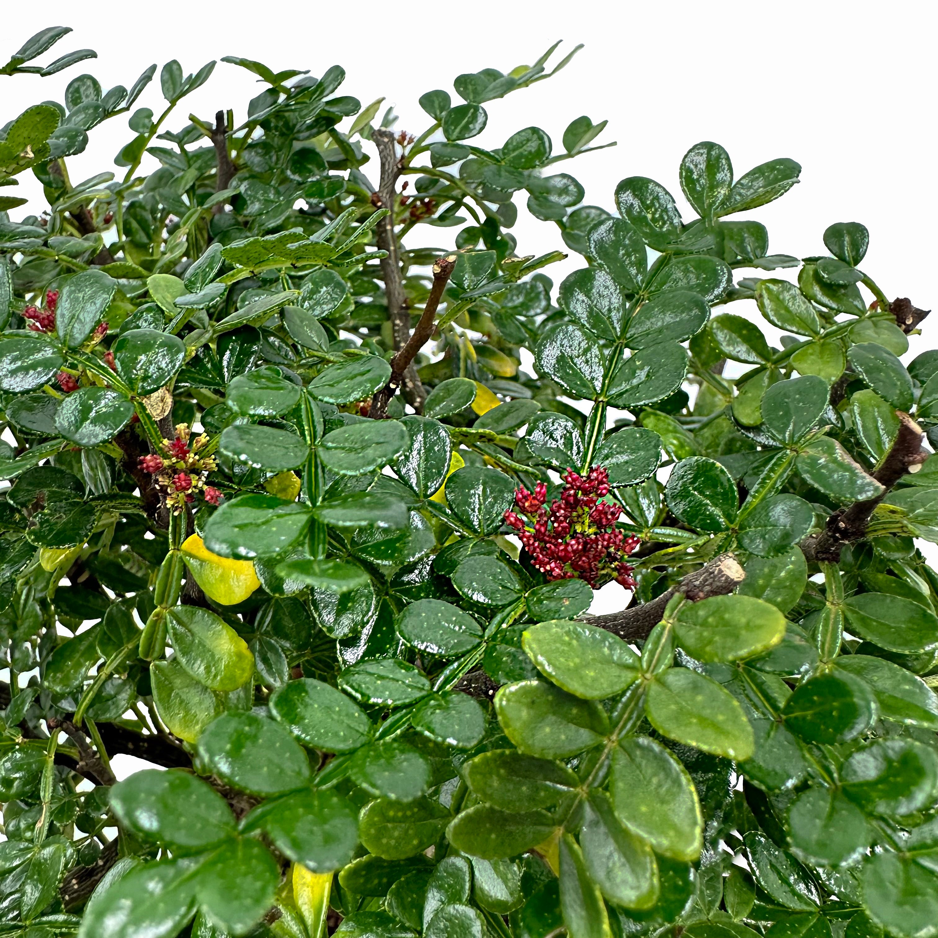 Bonsai di Pepper in ciotola bassa