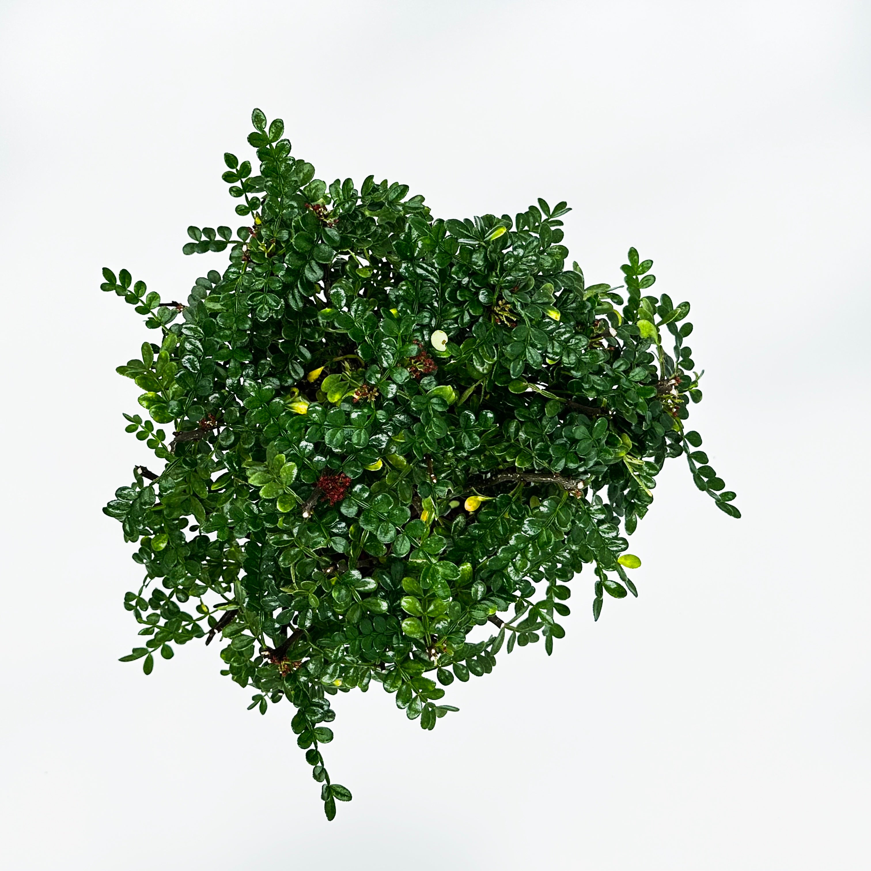 Bonsai di Pepper in ciotola bassa