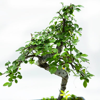 Bonsai di Olmo in vaso quadro bianco cm. 15 - My Little BonsaiBonsai di olmo Olmo bonsai Immagine di un bonsai di olmo Bonsai di olmo in vendita Olmo bonsai in miniatura Bonsai di olmo da interno Bonsai di olmo da esterno Olmo bonsai rigoglioso Olmo bonsai per principianti Bonsai di olmo per regali Olmo bonsai di alta qualità Bonsai di olmo autentico Olmo bonsai con tronco sinuoso Olmo bonsai dal fogliame delicato Olmo bonsai resistente