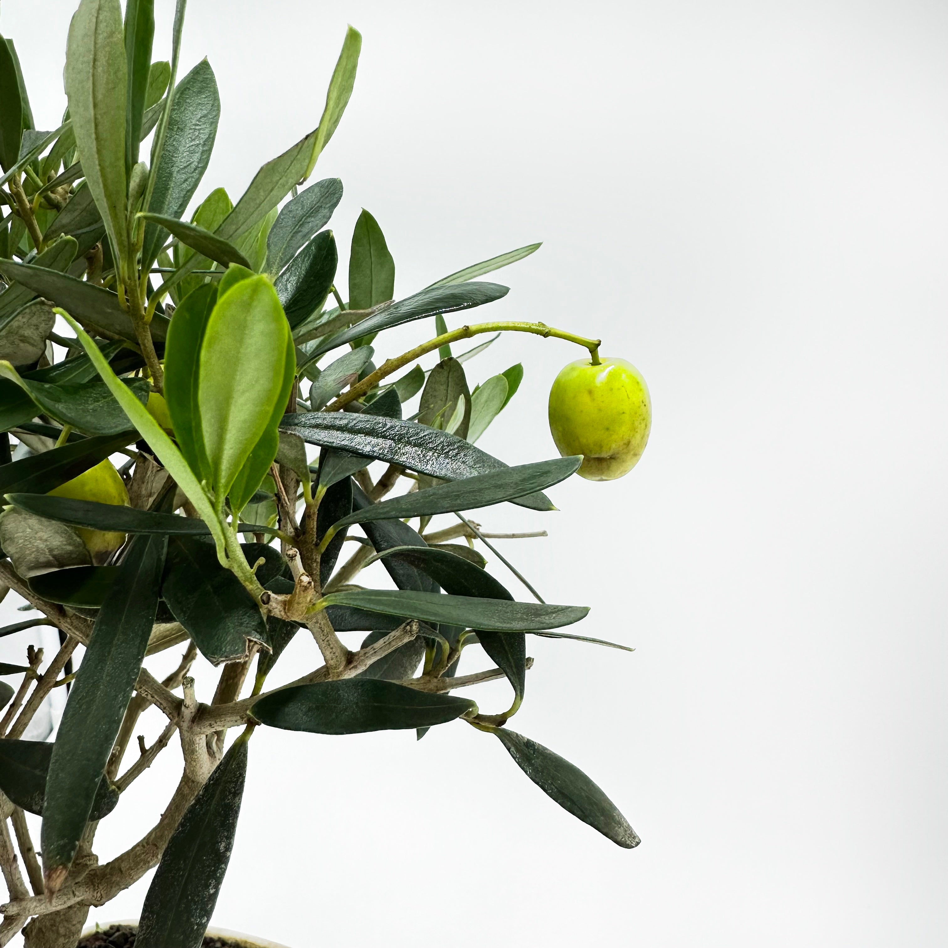 Bonsai di Olivo in ciotola bassa