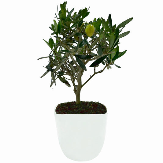 Bonsai di Olivo in vaso quadrato - My Little BonsaiBonsai di olivo Olivo bonsai Immagine di un bonsai di olivo Bonsai di olivo in vendita Olivo bonsai in miniatura Bonsai di olivo da interno Bonsai di olivo da esterno Olivo bonsai secolare Olivo bonsai fruttifero Bonsai di olivo esotico Olivo bonsai per principianti Bonsai di olivo per regali Olivo bonsai di alta qualità Bonsai di olivo autentico Olivo bonsai suggestivo