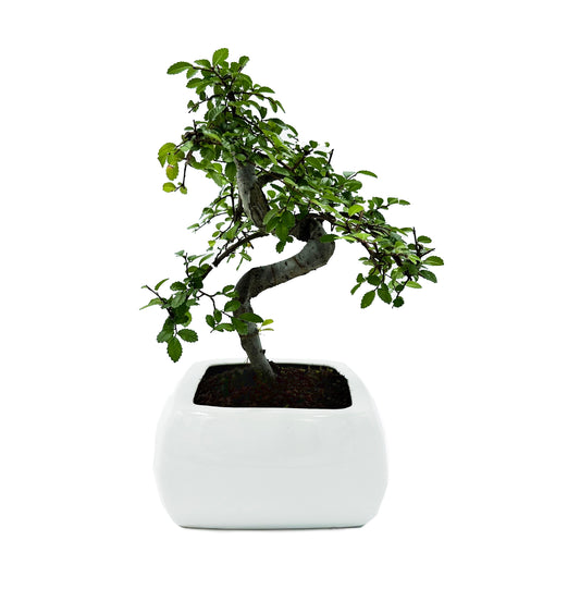 Bonsai di Olmo in vaso quadro bianco cm. 15 - My Little BonsaiBonsai di olmo Olmo bonsai Immagine di un bonsai di olmo Bonsai di olmo in vendita Olmo bonsai in miniatura Bonsai di olmo da interno Bonsai di olmo da esterno Olmo bonsai rigoglioso Olmo bonsai per principianti Bonsai di olmo per regali Olmo bonsai di alta qualità Bonsai di olmo autentico Olmo bonsai con tronco sinuoso Olmo bonsai dal fogliame delicato Olmo bonsai resistente