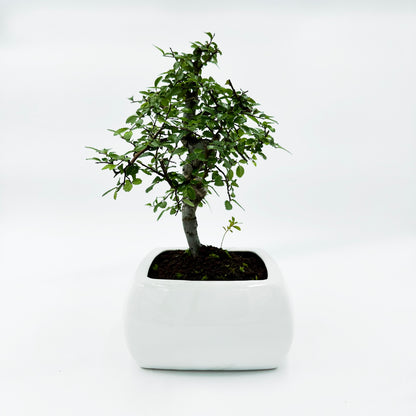 Bonsai di Olmo in vaso quadro bianco cm. 15 - My Little BonsaiBonsai di olmo Olmo bonsai Immagine di un bonsai di olmo Bonsai di olmo in vendita Olmo bonsai in miniatura Bonsai di olmo da interno Bonsai di olmo da esterno Olmo bonsai rigoglioso Olmo bonsai per principianti Bonsai di olmo per regali Olmo bonsai di alta qualità Bonsai di olmo autentico Olmo bonsai con tronco sinuoso Olmo bonsai dal fogliame delicato Olmo bonsai resistente