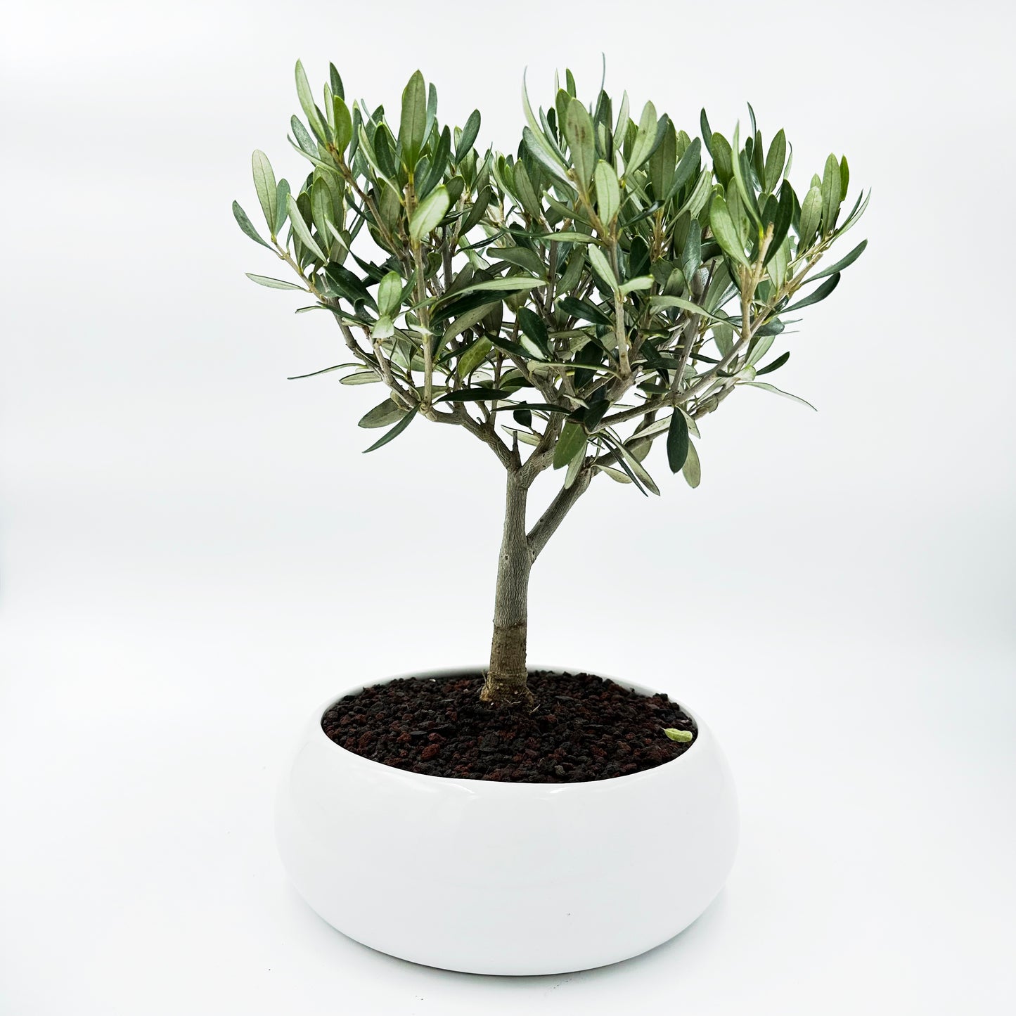 Bonsai di Olivo in ciotola bassa - My Little BonsaiBonsai di olivo Olivo bonsai Immagine di un bonsai di olivo Bonsai di olivo in vendita Olivo bonsai in miniatura Bonsai di olivo da interno Bonsai di olivo da esterno Olivo bonsai secolare Olivo bonsai fruttifero Bonsai di olivo esotico Olivo bonsai per principianti Bonsai di olivo per regali Olivo bonsai di alta qualità Bonsai di olivo autentico Olivo bonsai suggestivo