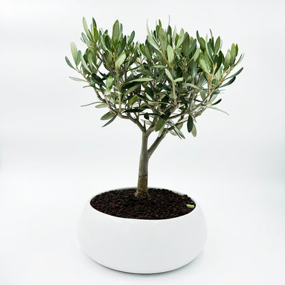 Bonsai di Olivo in ciotola bassa - My Little BonsaiBonsai di olivo Olivo bonsai Immagine di un bonsai di olivo Bonsai di olivo in vendita Olivo bonsai in miniatura Bonsai di olivo da interno Bonsai di olivo da esterno Olivo bonsai secolare Olivo bonsai fruttifero Bonsai di olivo esotico Olivo bonsai per principianti Bonsai di olivo per regali Olivo bonsai di alta qualità Bonsai di olivo autentico Olivo bonsai suggestivo