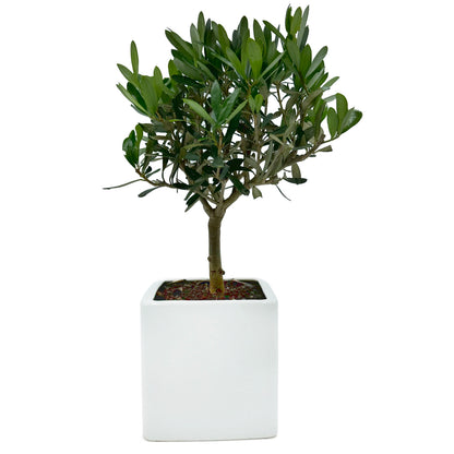 Bonsai di Olivo in vaso cubico bianco - My Little BonsaiBonsai di olivo Olivo bonsai Immagine di un bonsai di olivo Bonsai di olivo in vendita Olivo bonsai in miniatura Bonsai di olivo da interno Bonsai di olivo da esterno Olivo bonsai secolare Olivo bonsai fruttifero Bonsai di olivo esotico Olivo bonsai per principianti Bonsai di olivo per regali Olivo bonsai di alta qualità Bonsai di olivo autentico Olivo bonsai suggestivo