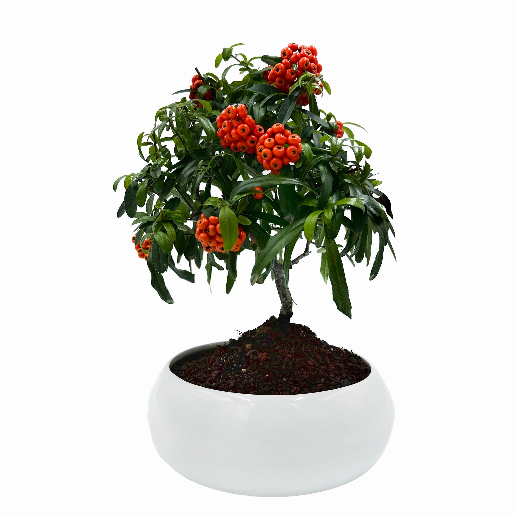 Bonsai di Pyracantha in ciotola bassa - bacche arancioni - My Little Bonsai