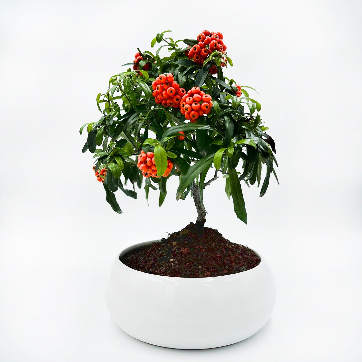 Bonsai di Pyracantha in ciotola bassa - bacche arancioni - My Little Bonsai