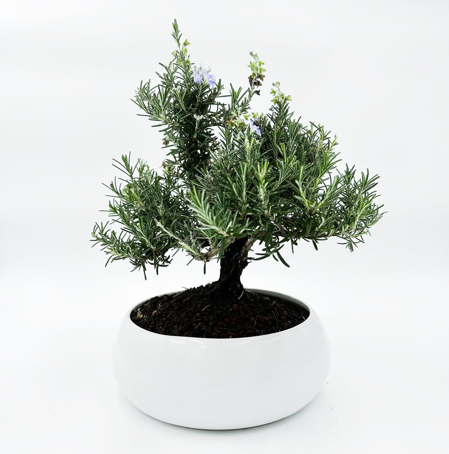 Bonsai di Rosmarino in ciotola bassa - My Little Bonsai