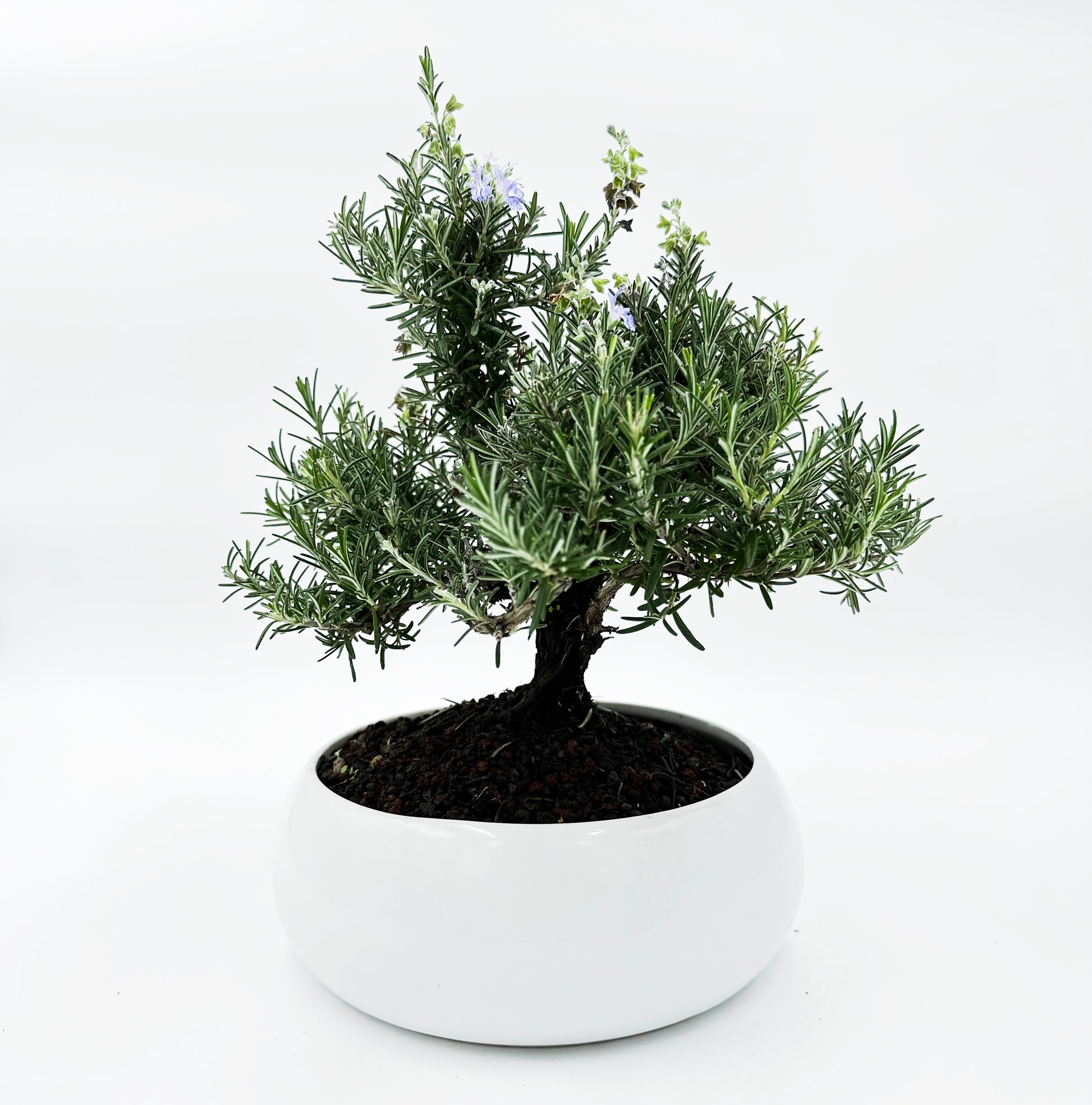 Bonsai di Rosmarino in ciotola bassa - My Little Bonsai
