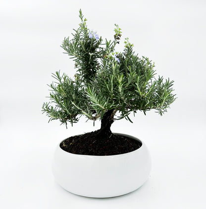 Bonsai di Rosmarino in ciotola bassa - My Little Bonsai